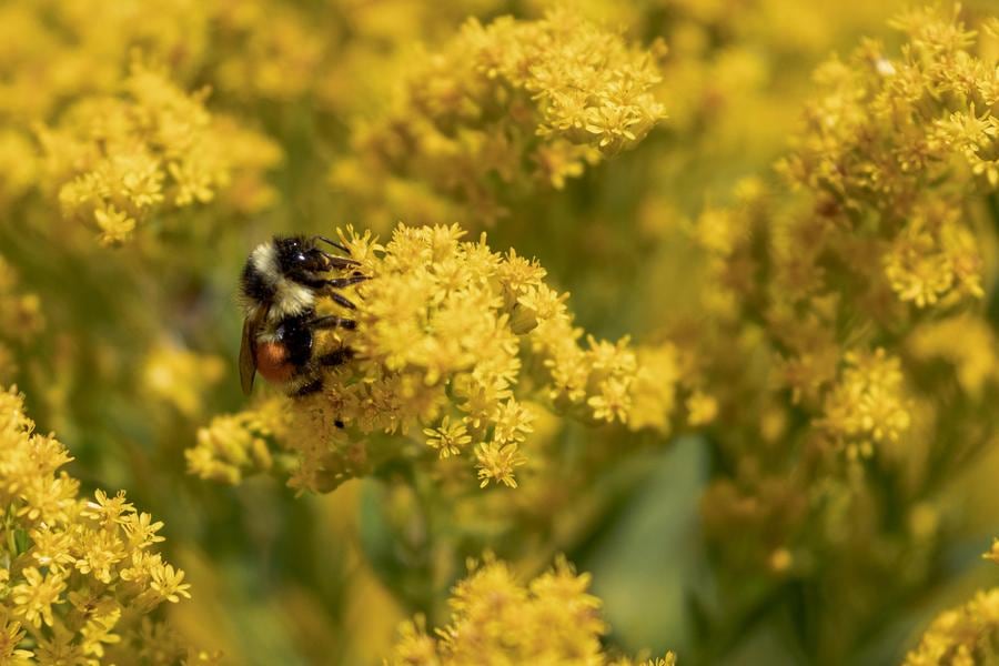 Bee on yellow flower